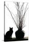 Silhouetted image of a cat by a flower pot, Los Angeles, California, USA.-Julien McRoberts-Stretched Canvas