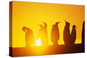 Silhouetted King Penguin Colony at Sunrise-null-Stretched Canvas