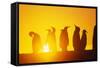 Silhouetted King Penguin Colony at Sunrise-null-Framed Stretched Canvas