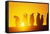 Silhouetted King Penguin Colony at Sunrise-null-Framed Stretched Canvas