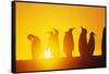 Silhouetted King Penguin Colony at Sunrise-null-Framed Stretched Canvas