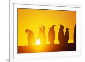 Silhouetted King Penguin Colony at Sunrise-null-Framed Photographic Print