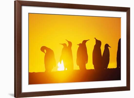 Silhouetted King Penguin Colony at Sunrise-null-Framed Photographic Print