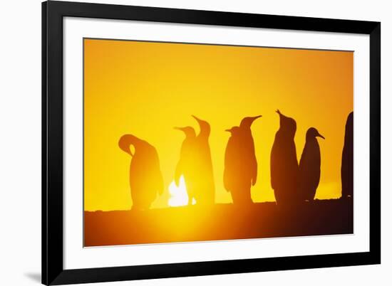 Silhouetted King Penguin Colony at Sunrise-null-Framed Photographic Print