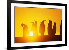 Silhouetted King Penguin Colony at Sunrise-null-Framed Photographic Print