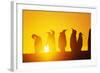 Silhouetted King Penguin Colony at Sunrise-null-Framed Photographic Print