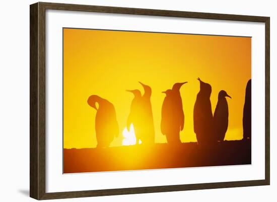 Silhouetted King Penguin Colony at Sunrise-null-Framed Photographic Print