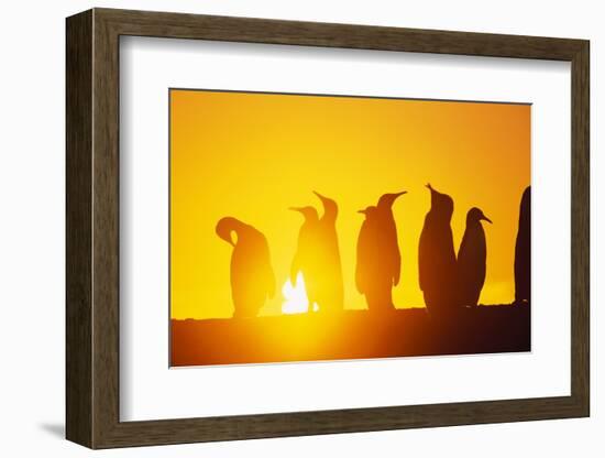 Silhouetted King Penguin Colony at Sunrise-null-Framed Photographic Print