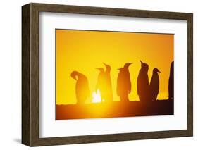 Silhouetted King Penguin Colony at Sunrise-null-Framed Photographic Print