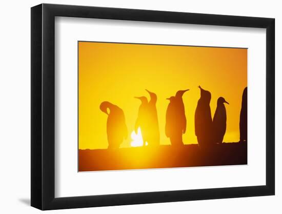 Silhouetted King Penguin Colony at Sunrise-null-Framed Photographic Print