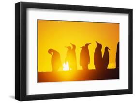 Silhouetted King Penguin Colony at Sunrise-null-Framed Photographic Print