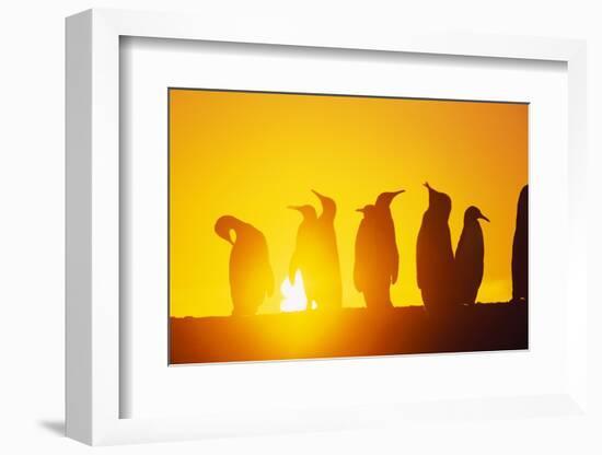 Silhouetted King Penguin Colony at Sunrise-null-Framed Photographic Print