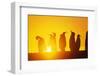 Silhouetted King Penguin Colony at Sunrise-null-Framed Photographic Print