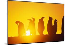 Silhouetted King Penguin Colony at Sunrise-null-Mounted Photographic Print