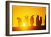Silhouetted King Penguin Colony at Sunrise-null-Framed Photographic Print
