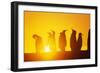 Silhouetted King Penguin Colony at Sunrise-null-Framed Photographic Print