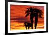 Silhouetted Palms at Sunrise, Anza-Borrego Desert State Park, Usa-Russ Bishop-Framed Photographic Print