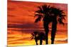Silhouetted Palms at Sunrise, Anza-Borrego Desert State Park, Usa-Russ Bishop-Mounted Photographic Print