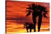 Silhouetted Palms at Sunrise, Anza-Borrego Desert State Park, Usa-Russ Bishop-Stretched Canvas