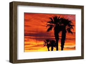 Silhouetted Palms at Sunrise, Anza-Borrego Desert State Park, Usa-Russ Bishop-Framed Photographic Print