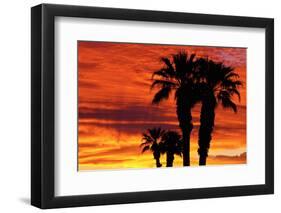 Silhouetted Palms at Sunrise, Anza-Borrego Desert State Park, Usa-Russ Bishop-Framed Photographic Print