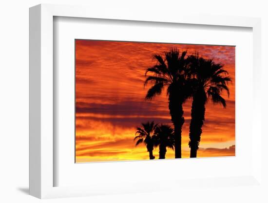 Silhouetted Palms at Sunrise, Anza-Borrego Desert State Park, Usa-Russ Bishop-Framed Photographic Print