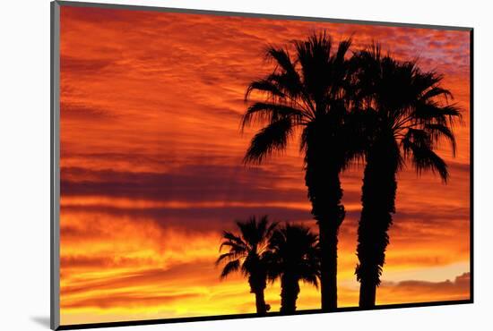 Silhouetted Palms at Sunrise, Anza-Borrego Desert State Park, Usa-Russ Bishop-Mounted Photographic Print