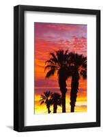 Silhouetted Palms at Sunrise, Anza-Borrego Desert State Park, Usa-Russ Bishop-Framed Photographic Print