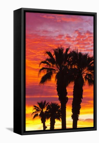 Silhouetted Palms at Sunrise, Anza-Borrego Desert State Park, Usa-Russ Bishop-Framed Stretched Canvas