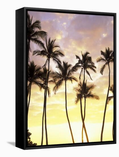 Silhouetted Palms at Sunset, Kamaole Park 1, Maui, Hawaii, USA-Darrell Gulin-Framed Stretched Canvas