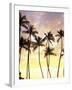 Silhouetted Palms at Sunset, Kamaole Park 1, Maui, Hawaii, USA-Darrell Gulin-Framed Photographic Print