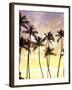 Silhouetted Palms at Sunset, Kamaole Park 1, Maui, Hawaii, USA-Darrell Gulin-Framed Photographic Print