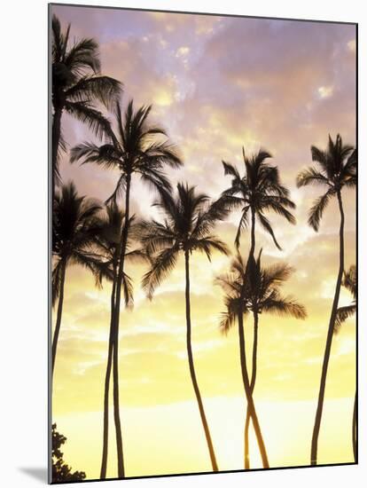 Silhouetted Palms at Sunset, Kamaole Park 1, Maui, Hawaii, USA-Darrell Gulin-Mounted Photographic Print