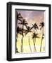 Silhouetted Palms at Sunset, Kamaole Park 1, Maui, Hawaii, USA-Darrell Gulin-Framed Photographic Print