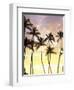 Silhouetted Palms at Sunset, Kamaole Park 1, Maui, Hawaii, USA-Darrell Gulin-Framed Photographic Print