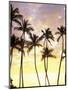 Silhouetted Palms at Sunset, Kamaole Park 1, Maui, Hawaii, USA-Darrell Gulin-Mounted Photographic Print