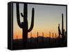 Silhouetted Saguaro Cactus at Sunset in Saguaro Np, Arizona, USA-Philippe Clement-Framed Stretched Canvas