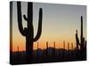 Silhouetted Saguaro Cactus at Sunset in Saguaro Np, Arizona, USA-Philippe Clement-Stretched Canvas