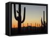 Silhouetted Saguaro Cactus at Sunset in Saguaro Np, Arizona, USA-Philippe Clement-Framed Stretched Canvas