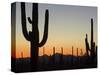 Silhouetted Saguaro Cactus at Sunset in Saguaro Np, Arizona, USA-Philippe Clement-Stretched Canvas