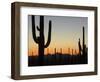 Silhouetted Saguaro Cactus at Sunset in Saguaro Np, Arizona, USA-Philippe Clement-Framed Photographic Print