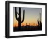 Silhouetted Saguaro Cactus at Sunset in Saguaro Np, Arizona, USA-Philippe Clement-Framed Photographic Print