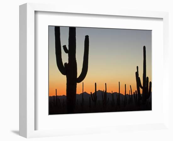 Silhouetted Saguaro Cactus at Sunset in Saguaro Np, Arizona, USA-Philippe Clement-Framed Photographic Print