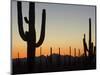 Silhouetted Saguaro Cactus at Sunset in Saguaro Np, Arizona, USA-Philippe Clement-Mounted Photographic Print