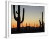 Silhouetted Saguaro Cactus at Sunset in Saguaro Np, Arizona, USA-Philippe Clement-Framed Photographic Print