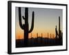 Silhouetted Saguaro Cactus at Sunset in Saguaro Np, Arizona, USA-Philippe Clement-Framed Photographic Print