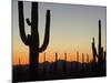 Silhouetted Saguaro Cactus at Sunset in Saguaro Np, Arizona, USA-Philippe Clement-Mounted Photographic Print