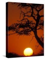 Silhouetted Tree Branches, Kalahari Desert, Kgalagadi Transfrontier Park, South Africa-Paul Souders-Stretched Canvas