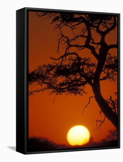 Silhouetted Tree Branches, Kalahari Desert, Kgalagadi Transfrontier Park, South Africa-Paul Souders-Framed Stretched Canvas