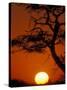 Silhouetted Tree Branches, Kalahari Desert, Kgalagadi Transfrontier Park, South Africa-Paul Souders-Stretched Canvas